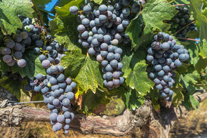 Les vins du Beaujolais : intenses et fruités