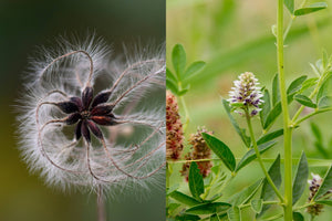 Pastis - Le Coin des Épicuriens
