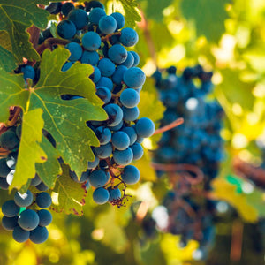 Vins de Bordeaux - Le Coin des Épicuriens