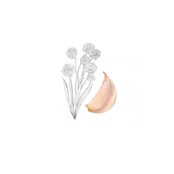 French garlic - Max Daumin