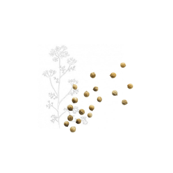 Organic coriander from France - Max Daumin