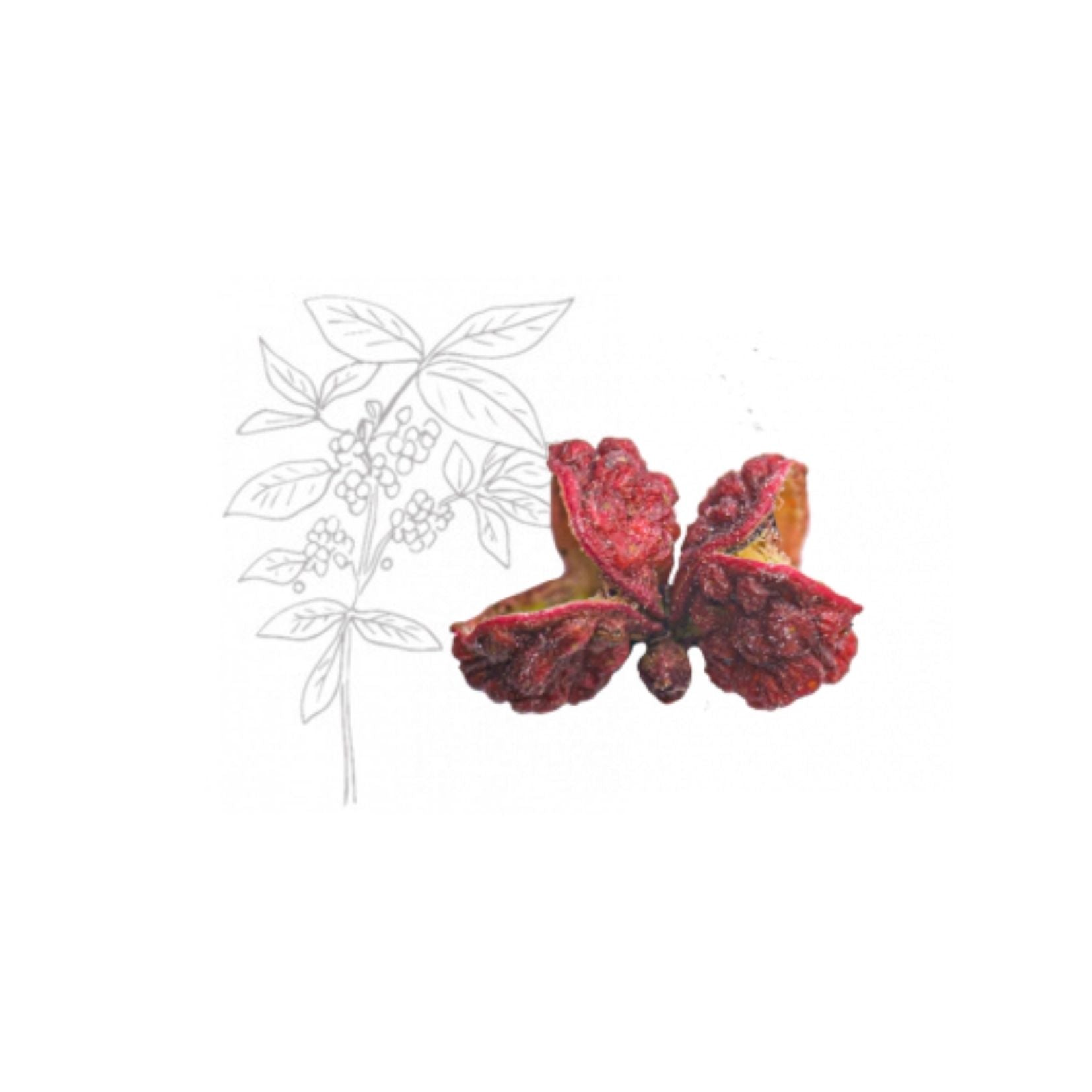 4 sachets fraîcheur Poivre rouge de Sichuan (Chine) PEUGEOT - Culinarion