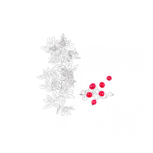 Baie Rose Bio de Madagascar - Max Daumin