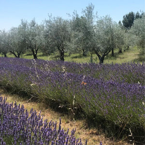 Huile d’Olive H Originelle 25cl - Domaine De Leos