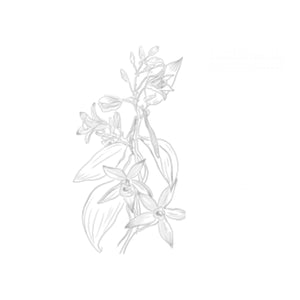 Vanille Bourbon de Madagascar – Gourmet & Bio - Max Daumin